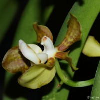 Vanda thwaitesii Hook.f.