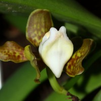 Vanda thwaitesii Hook.f.