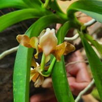 Vanda thwaitesii Hook.f.