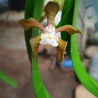 Vanda thwaitesii Hook.f.