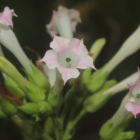 Nicotiana tabacum L.