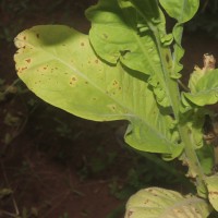 Nicotiana tabacum L.