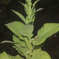 Nicotiana tabacum L.