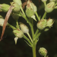 Nicotiana tabacum L.