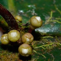 Memecylon orbiculare Thwaites