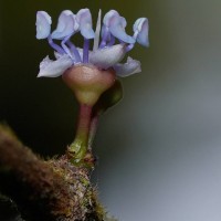 Memecylon orbiculare Thwaites