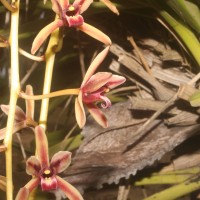 Cymbidium sp.