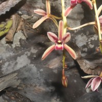 <i>Cymbidium sp.</i>