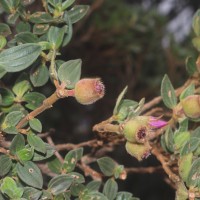 Osbeckia walkeri Arn.