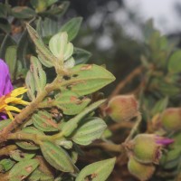 Osbeckia walkeri Arn.