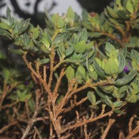 Osbeckia walkeri Arn.