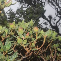 Osbeckia walkeri Arn.