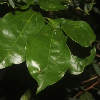 Strychnos trichocalyx A.W.Hill