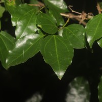 Strychnos trichocalyx A.W.Hill