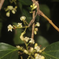 Strychnos trichocalyx A.W.Hill