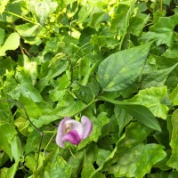 Leptospron adenanthum (G.Mey.) A.Delgado