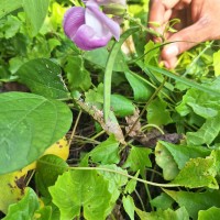 Leptospron adenanthum (G.Mey.) A.Delgado