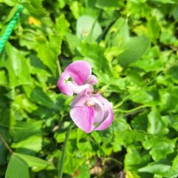 Leptospron adenanthum (G.Mey.) A.Delgado