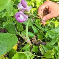 Leptospron adenanthum (G.Mey.) A.Delgado