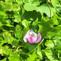 Leptospron adenanthum (G.Mey.) A.Delgado