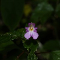 Impatiens jacobdevlasii Herath,C.Bandara & Gopallawa