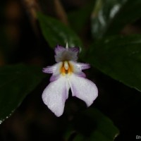 Impatiens jacobdevlasii Herath,C.Bandara & Gopallawa