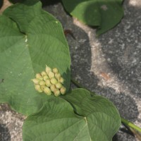 Camonea umbellata (L.) A.R.Simões & Staples