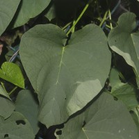 Camonea umbellata (L.) A.R.Simões & Staples