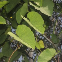 Camonea umbellata (L.) A.R.Simões & Staples