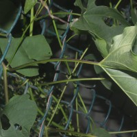 Camonea umbellata (L.) A.R.Simões & Staples