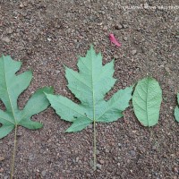 Trichadenia zeylanica Thwaites