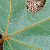 Trichadenia zeylanica Thwaites