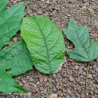 Trichadenia zeylanica Thwaites