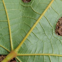 Trichadenia zeylanica Thwaites