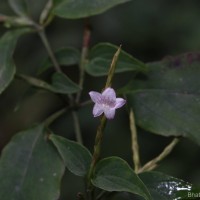 Strobilanthes rhytisperma C.B.Clarke