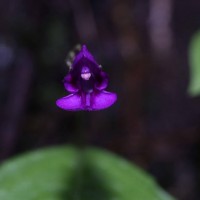 Impatiens janthina Thwaites