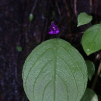 Impatiens janthina Thwaites