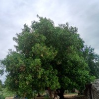 Conocarpus lancifolius Engl.
