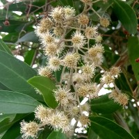 Conocarpus lancifolius Engl.