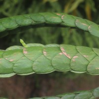 Phyllodium longipes (Craib) Schindl.