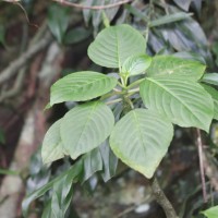 Impatiens grandis B.Heyne