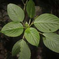Impatiens grandis B.Heyne