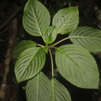 Impatiens grandis B.Heyne
