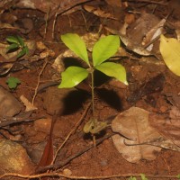 Syzygium aromaticum (L.) Merr. & L.M.Perry