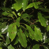 Syzygium aromaticum (L.) Merr. & L.M.Perry