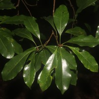 Syzygium aromaticum (L.) Merr. & L.M.Perry