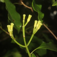 Syzygium aromaticum (L.) Merr. & L.M.Perry