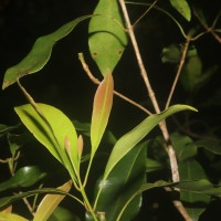 Syzygium aromaticum (L.) Merr. & L.M.Perry