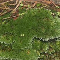 Bryum argenteum  Hedw.