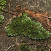 Bryum argenteum  Hedw.